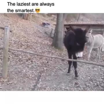 Yes laziest are the smartest