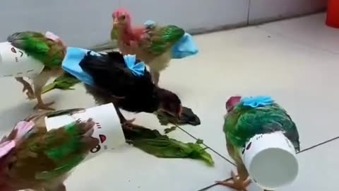 New way to growing birds