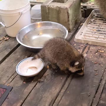 07-08-23 | Feeding Baby Raccoons | Part-14