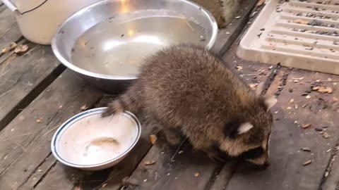 07-08-23 | Feeding Baby Raccoons | Part-14