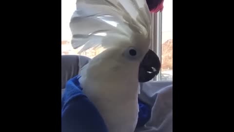 funny birds talking and singing