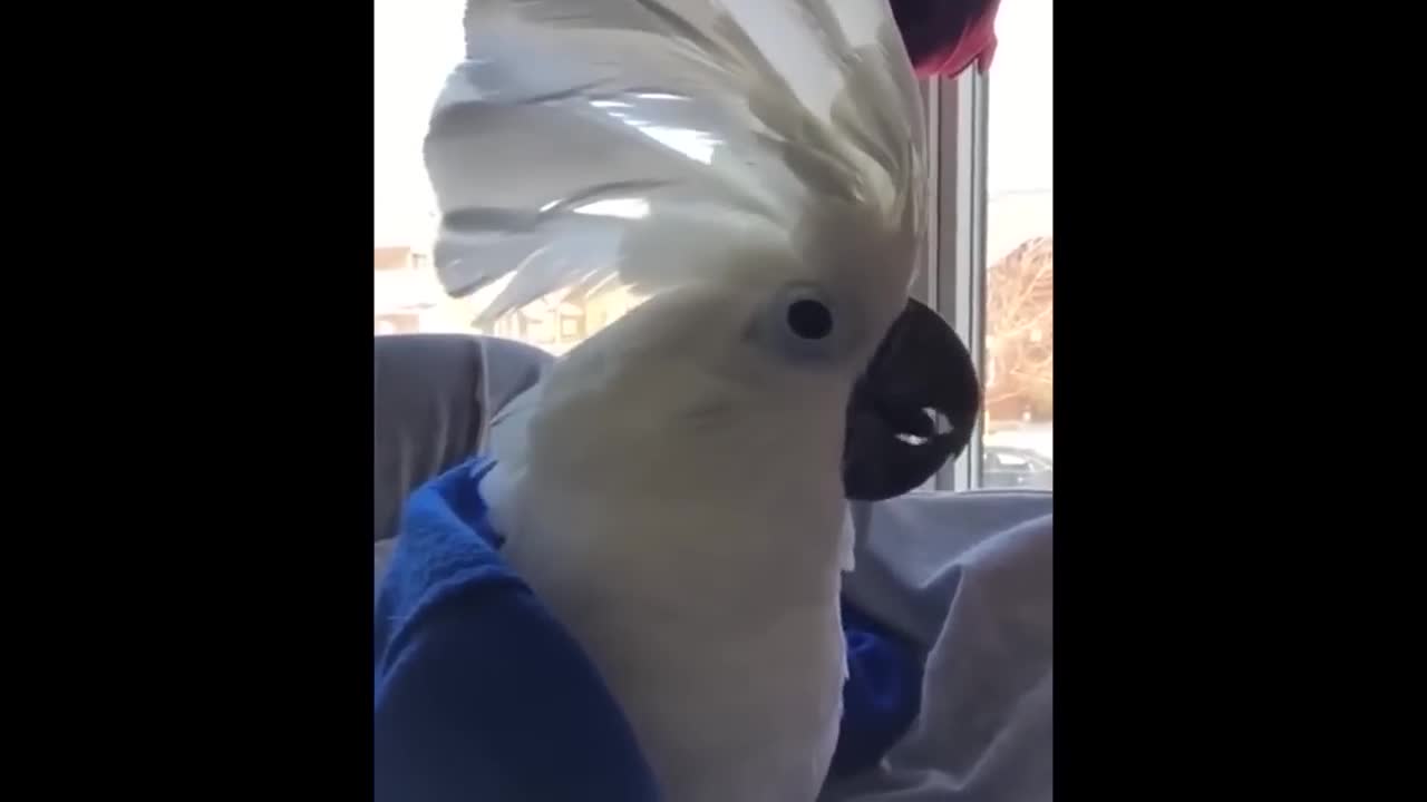 funny birds talking and singing