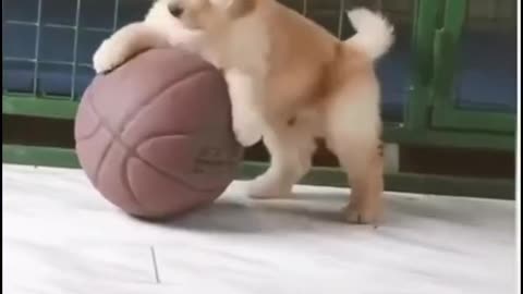 Funny pets || #viral #trending #rumbleshorts