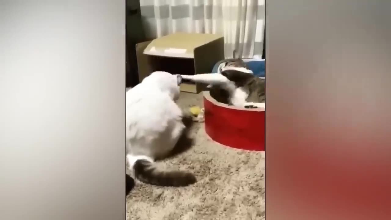Funniest Animals Video - Best Cats and Dogs Videos