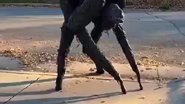 MYSTERIOUS CREATURE SEEN IN CONDOMINIUM WATCH VIDEO AND SHARE