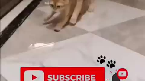 Funny animals