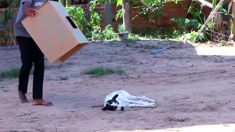 fake tiger prank Monkey-Dog-Cat | Rapha Prank Daily | Episode 8 by Troll Prank Dog Funny