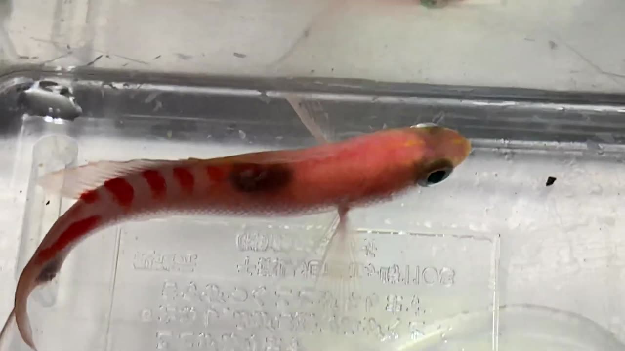 tiger queen antias parasite