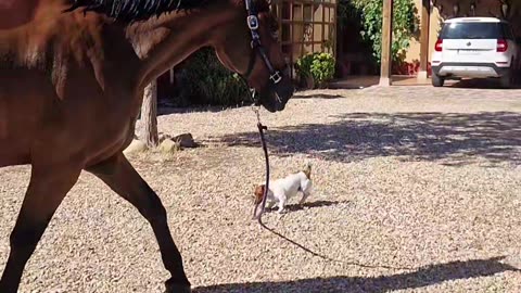Jack Russell Leads A Horse
