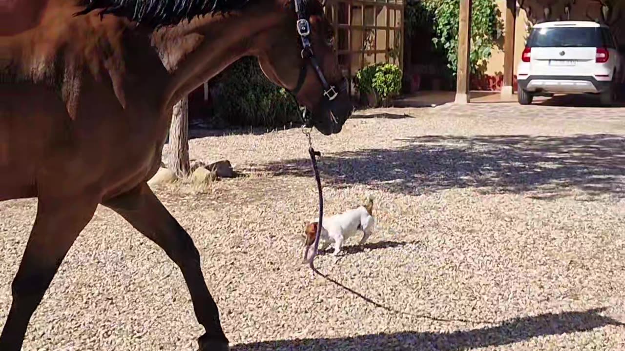Jack Russell Leads A Horse