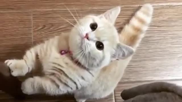 That's so funny ( Funny animal life)