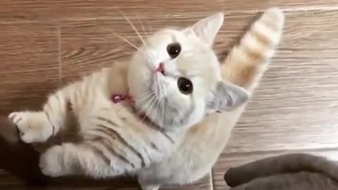 That's so funny ( Funny animal life)