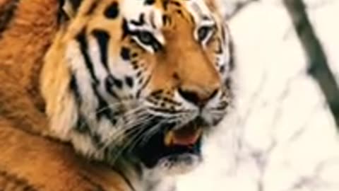 Beautiful Animals