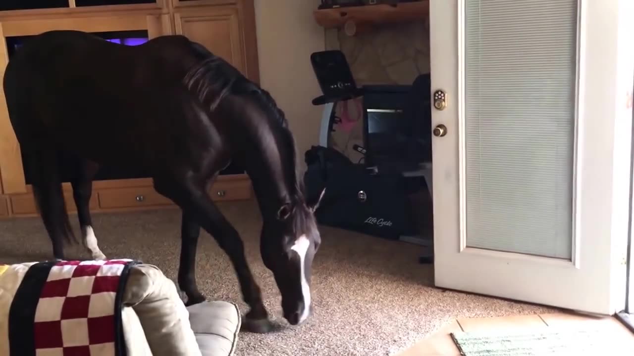 Friendly Horse Comes Inside The House To Chill With Owner