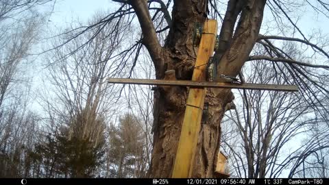 Woodpecker Feeders