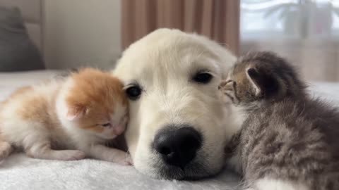 Golden Retriever Puppy and Tiny Kittens [Cuteness Overload]