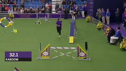 WESTMINSTER DOG SHOW | FOX SPORTS | BEST OF THE 2018 MASTER AGILITY CHAMPIONSHIP