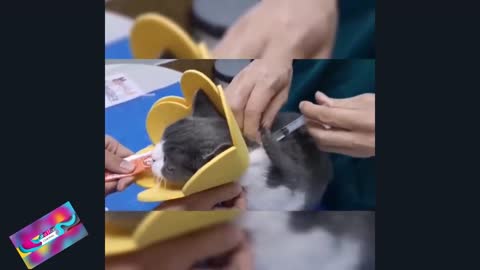 Funny, Animals, Funniest Animals, Funny Videos