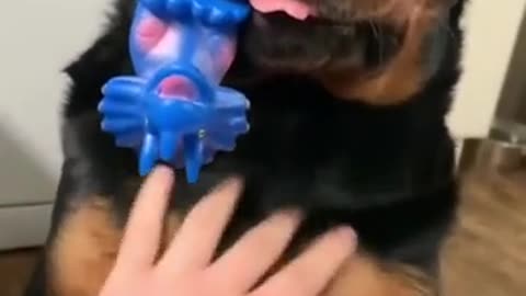 Cute dog with small toy