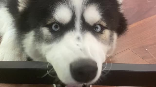 Goofy Husky Derps on Desk Bar