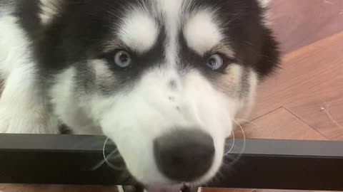 Goofy Husky Derps on Desk Bar