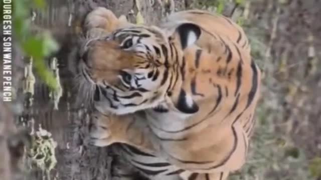 Khursapar Pench Female Tirgess T 65. 2022