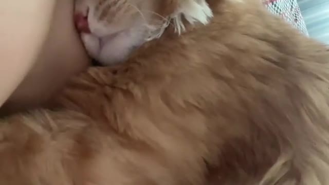 A cat's true love for its owner😍♥️😍♥️