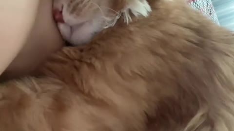 A cat's true love for its owner😍♥️😍♥️