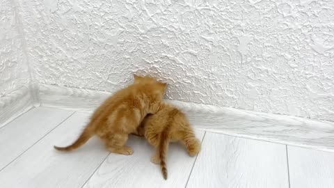 Adorable Kittens Play and Learn as Mother Cat Guides Them