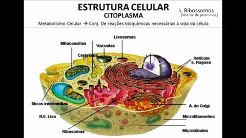 Citologia: Citoplasma parte III - MinhaEscolaWeb