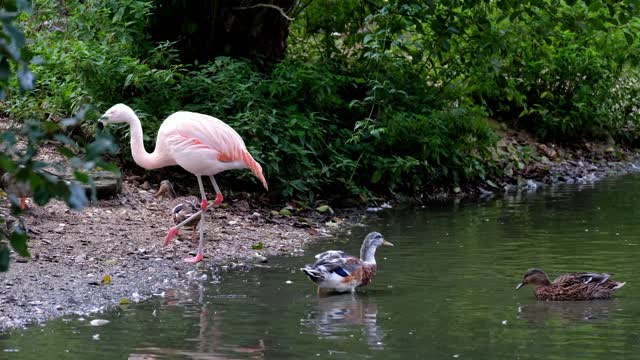 Wonderful Flamingo