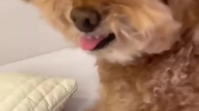 They are so cute dogs. I love them so much.