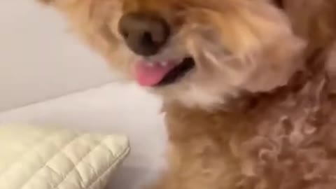 They are so cute dogs. I love them so much.