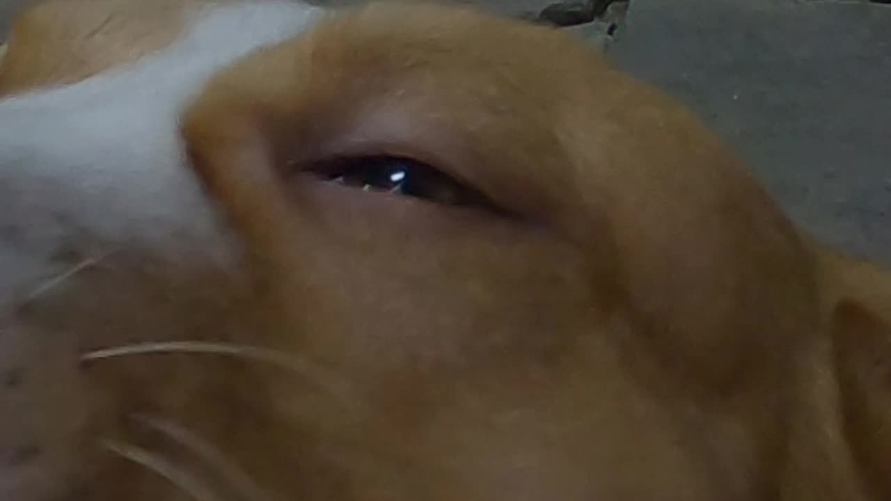 my lovely dog