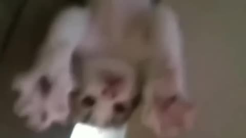 cute and very funny cat and dog compilation video 😻😻😻😻😻😻😻 #Rumble