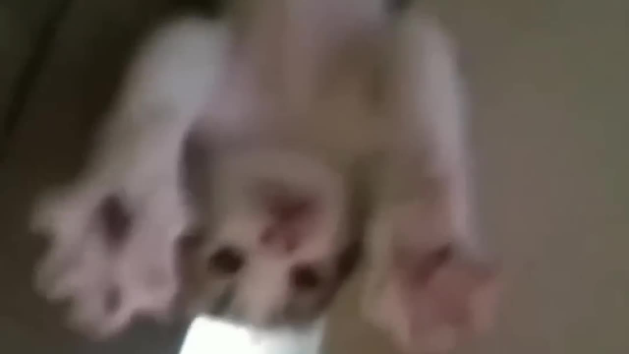 cute and very funny cat and dog compilation video 😻😻😻😻😻😻😻 #Rumble