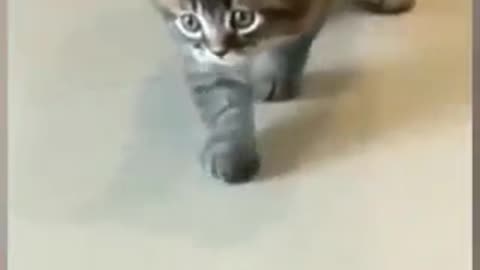 Funny cats