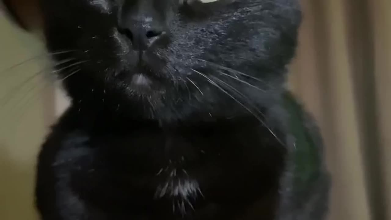 Cat mean face