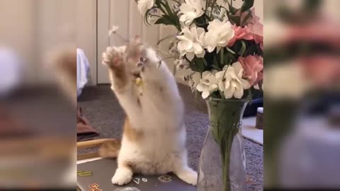 Funny Cat and Dog Videos That Will Make Your Day