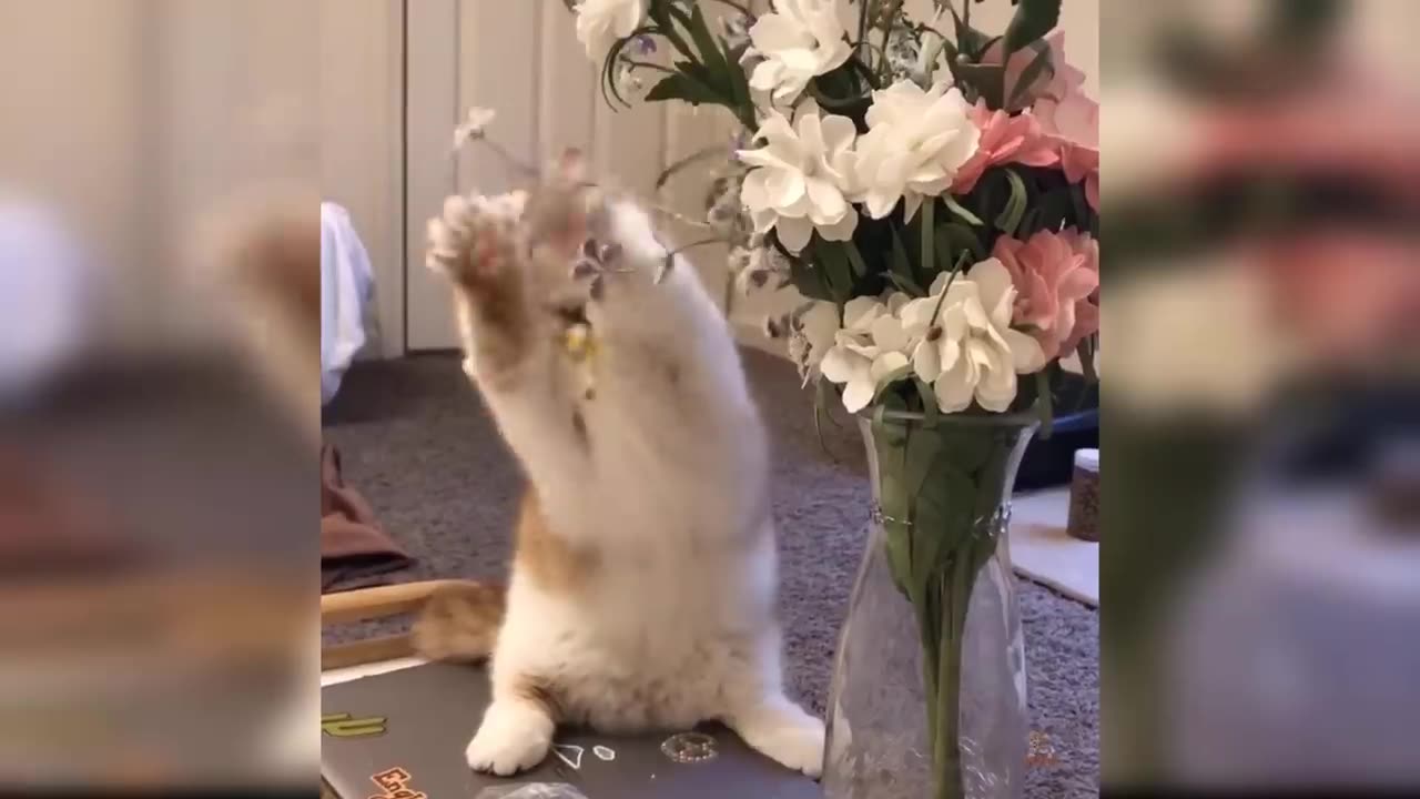 Funny Cat and Dog Videos That Will Make Your Day