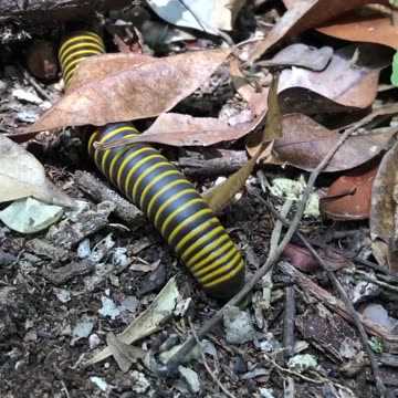 Wildlife is Cool Ep.1