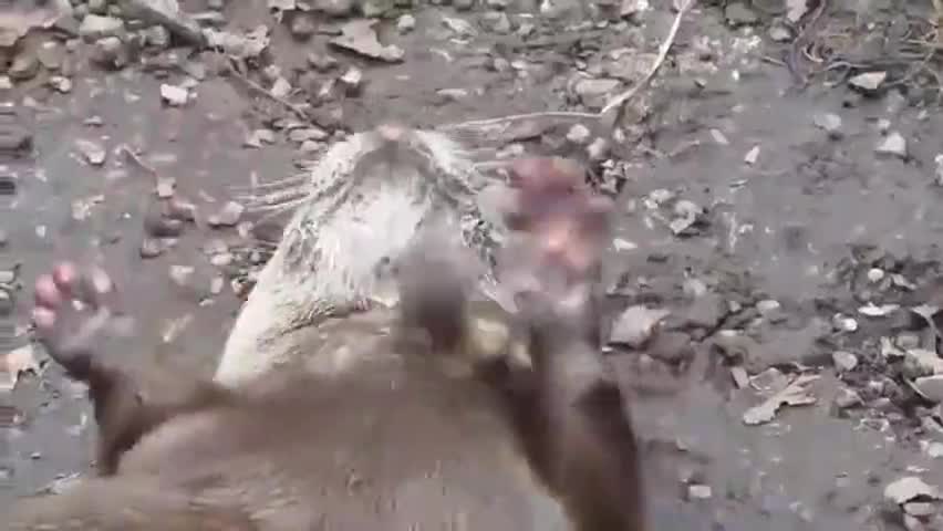 A virtuoso otter