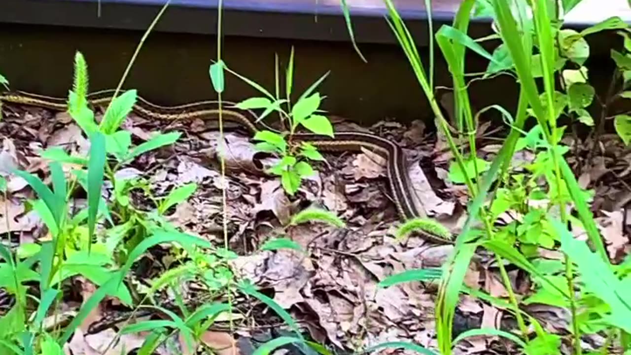 SNAKE SCARE