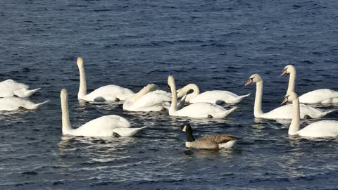 Single Duck Among Beautiful Swans