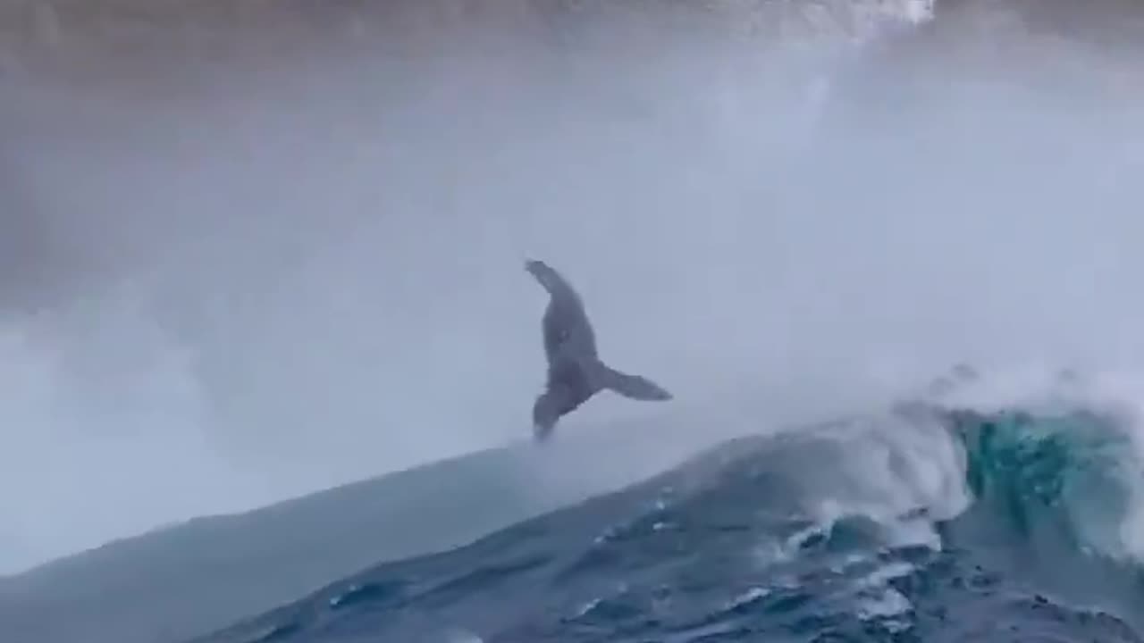 Seals enjoying ocean big waves