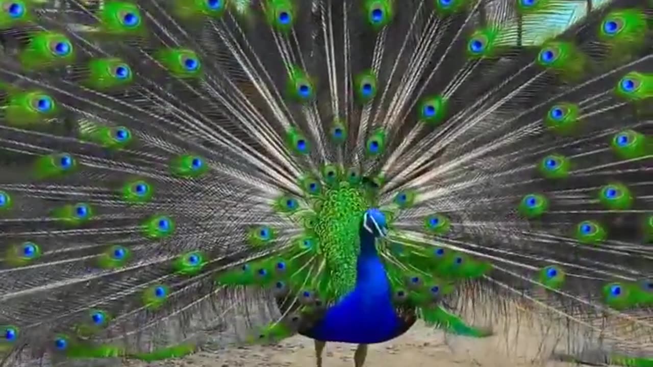 Peacock 🦚 Sounds/Call #peacock #birds #amazing