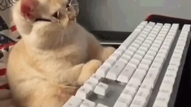Cute Cat Gif