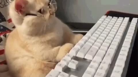 Cute Cat Gif