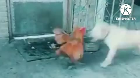 Cute dog fight