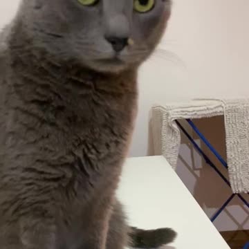 Cat with litter on nose